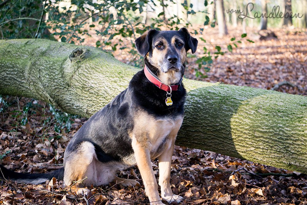 Mit dem Hund im Wald