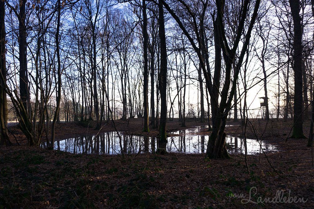Spaziergang mit Hund und Katze