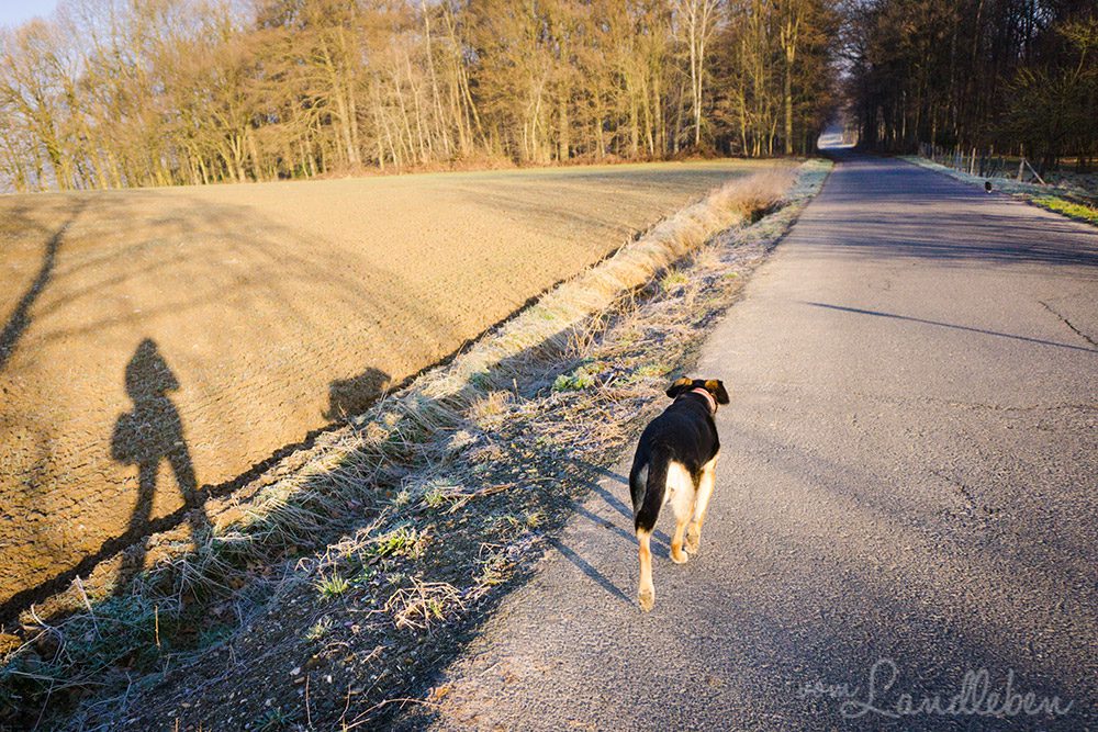 Spaziergang mit Hund und Katze