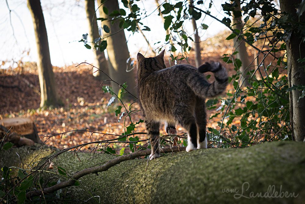 Spaziergang mit Hund und Katze