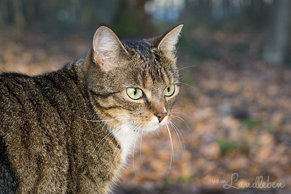 Spaziergang mit Hund und Katze