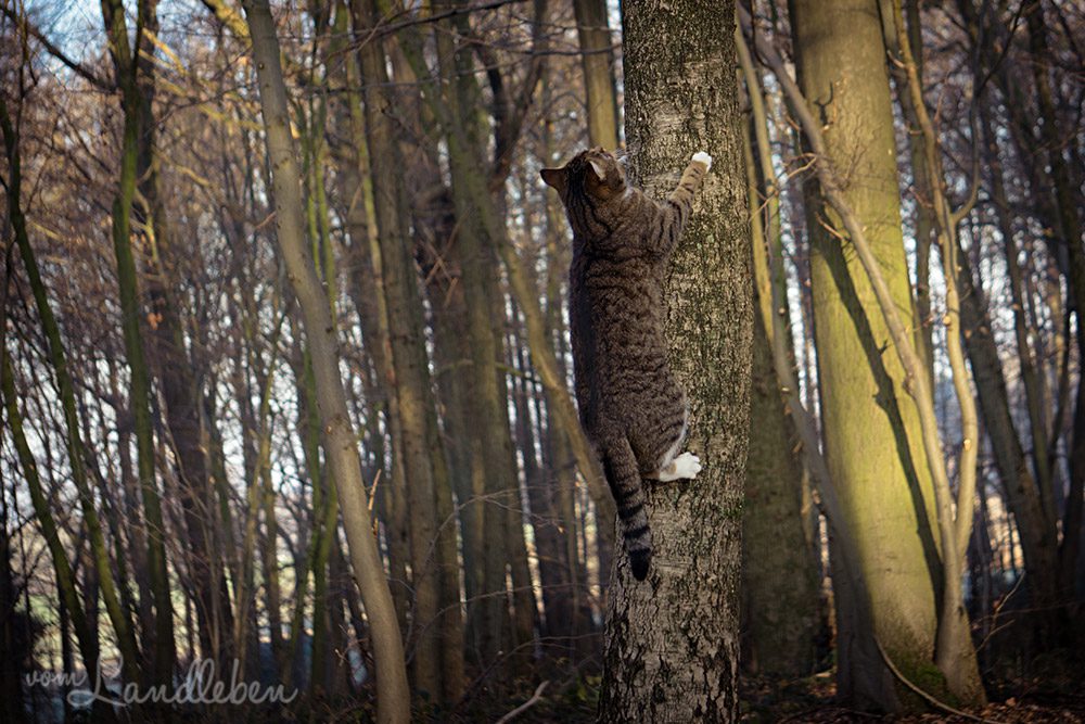Spaziergang mit Hund und Katze