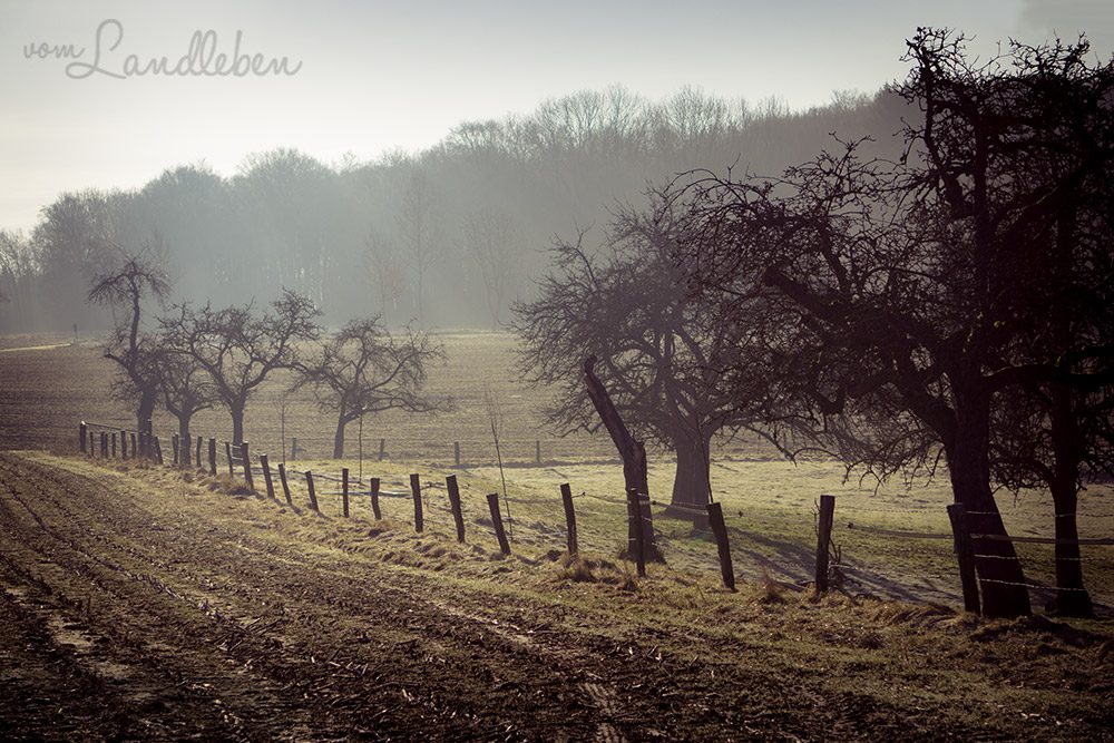 Spaziergang mit Hund und Katze