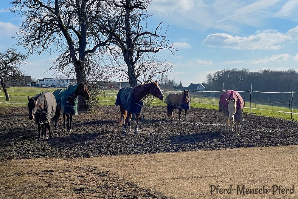 Stutenherde auf dem Paddock – Februar 2025