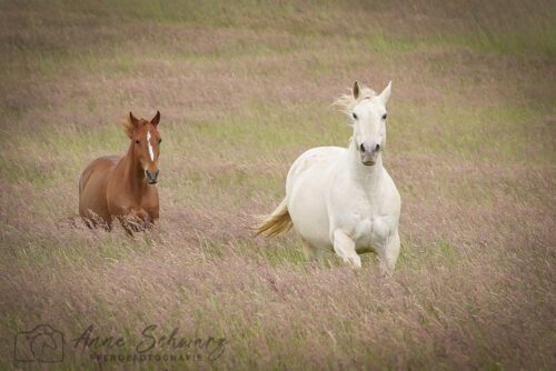 Stutenherde auf der Wiese – Mai 2025 – Pferdefotografie