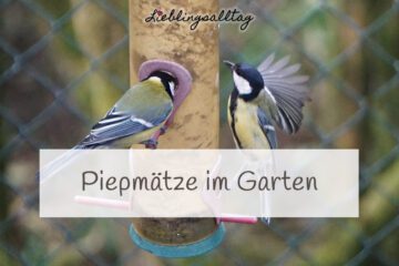 Vogelfotografie - Piepmätze im Garten