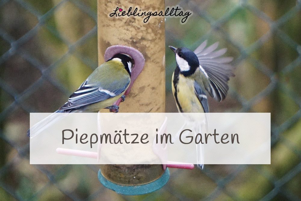 Vogelfotografie - Piepmätze im Garten