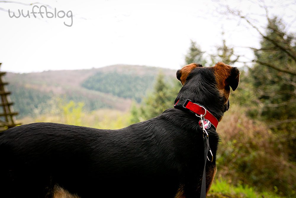 Wandern mit Hund - Nala