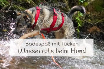 Wasserrute beim Hund