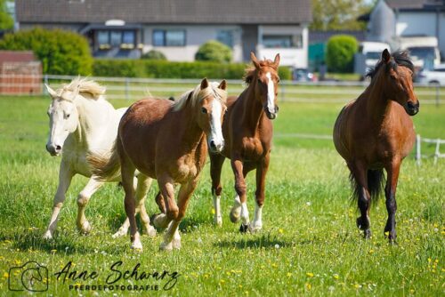 Weidezeit für die Stutenherde