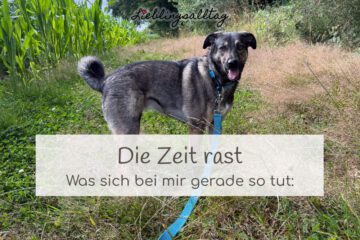 Die Zeit rast