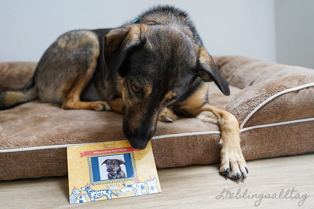 Bonnie bekommt eine Postkarte von Butternut Box
