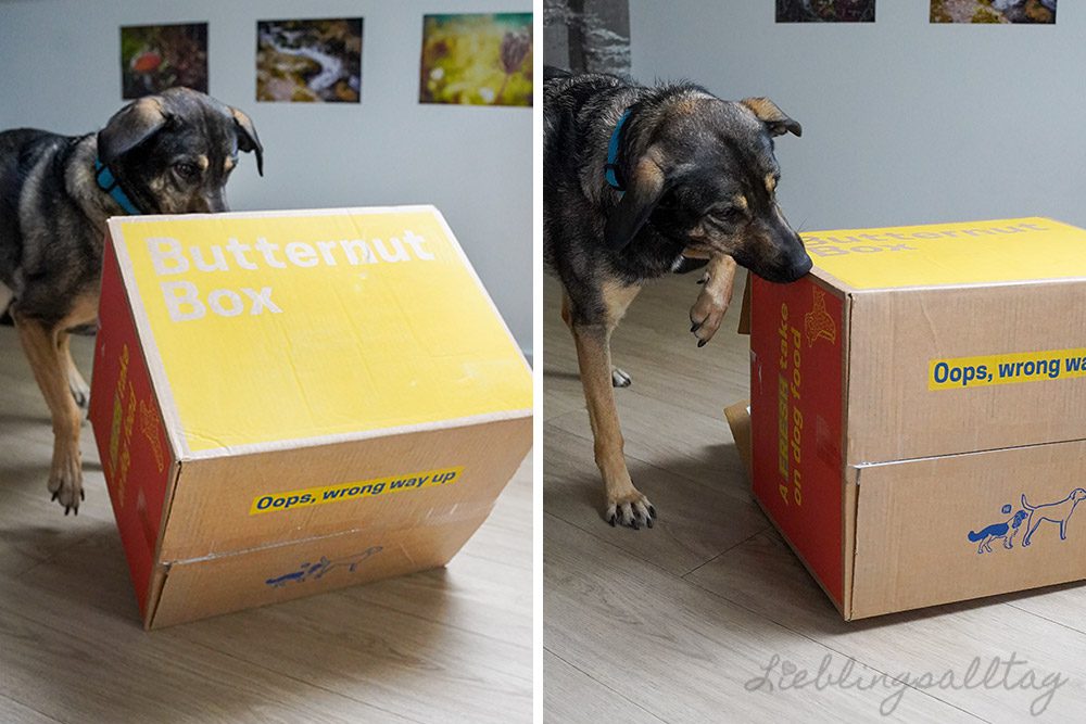 Bonnie testet die Butternut Box