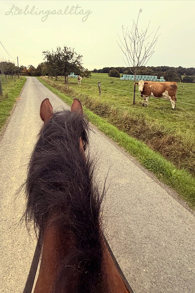 Ausreiten mit Dolida