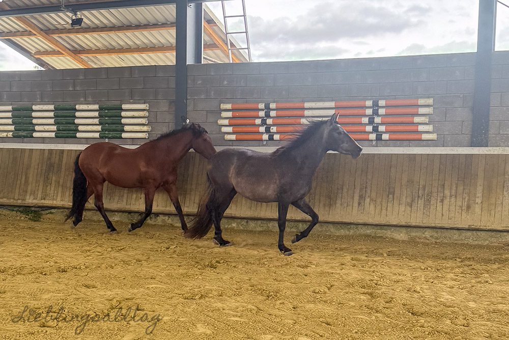 Dolida und Feli in der Halle