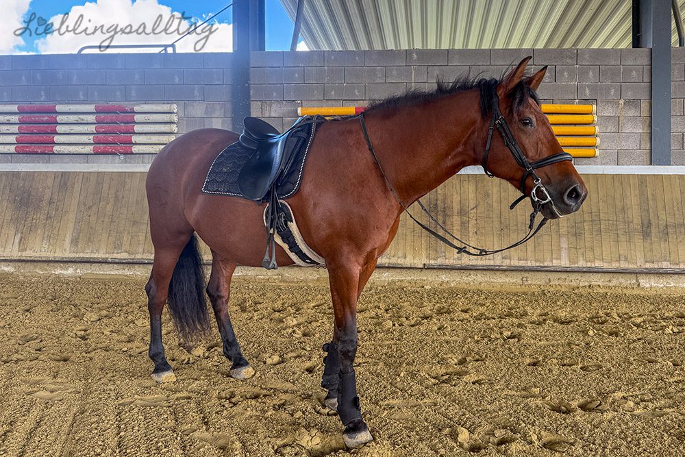 Dolida in der Halle