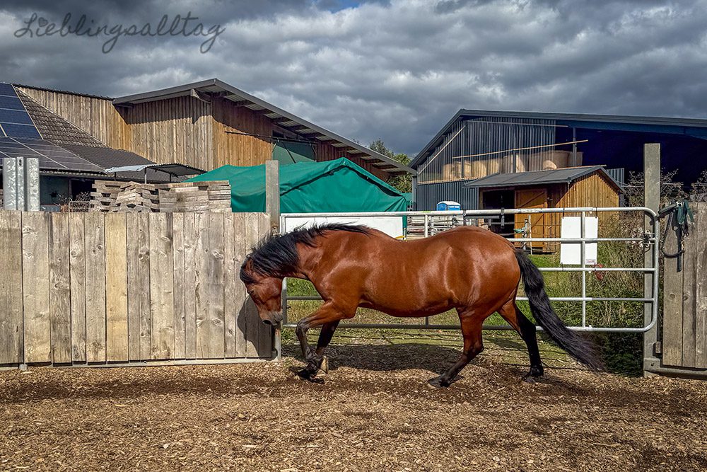 Dolida im Roundpen