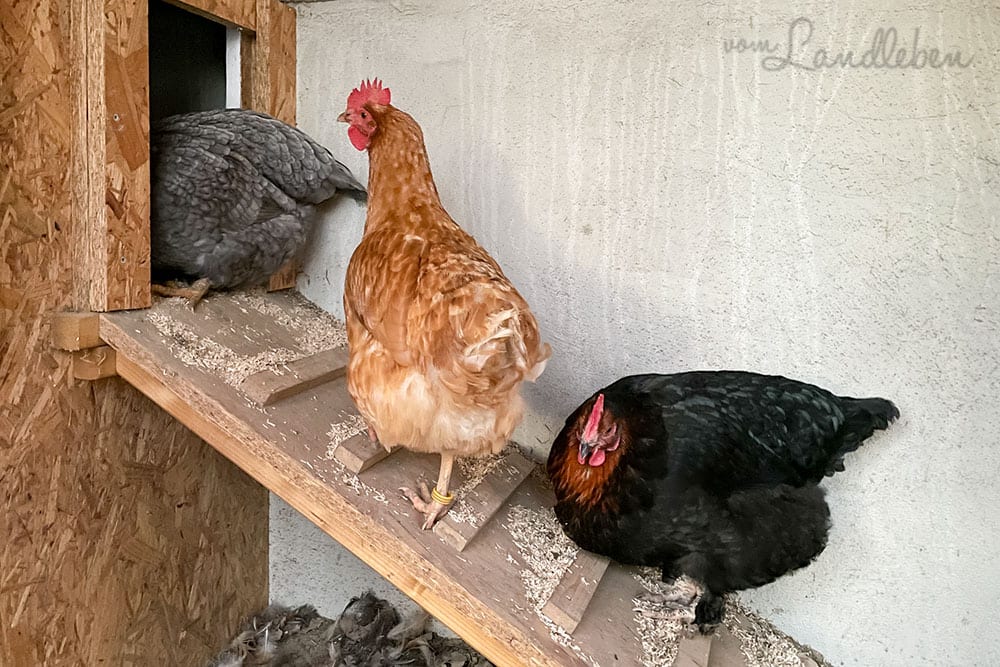 12von12 im Februar 2021 - Hühner