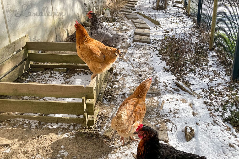 12von12 im Februar 2021 - Hühner