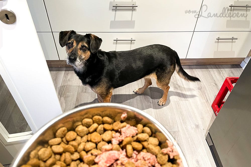 12von12 im Februar 2021 - Nala füttern