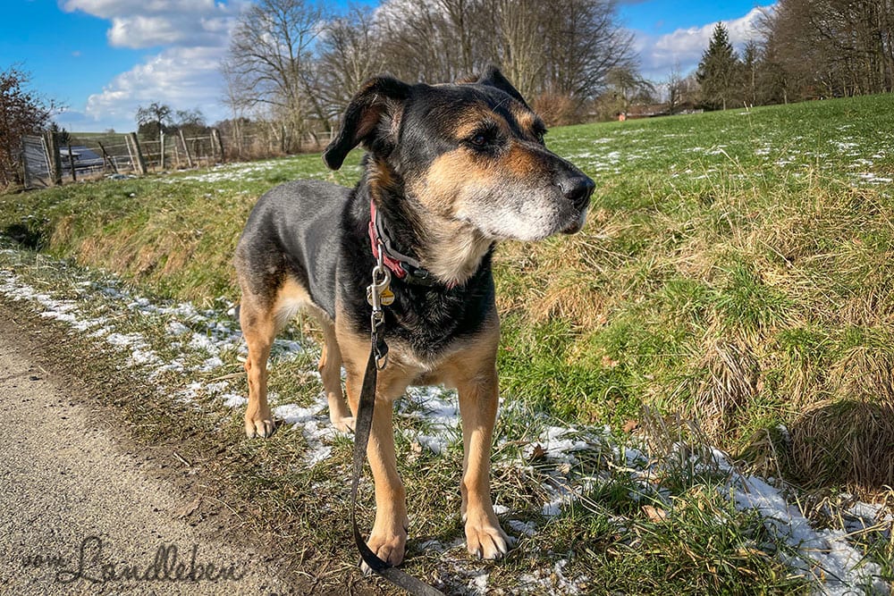 12von12 im Februar 2021 - Nala