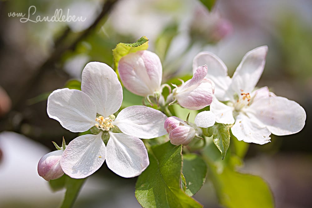 Apfelbaum-Blüte