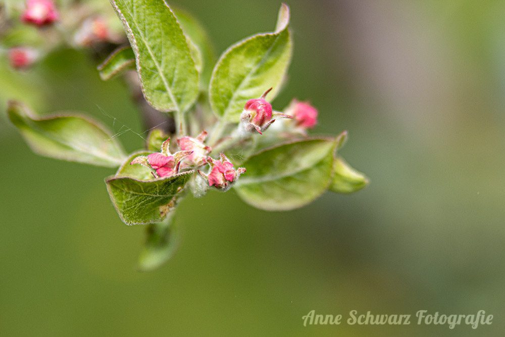 Apfelblüte
