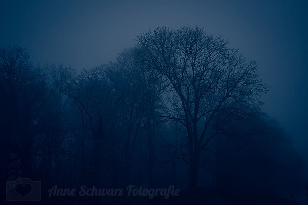 Bäume im Nebel