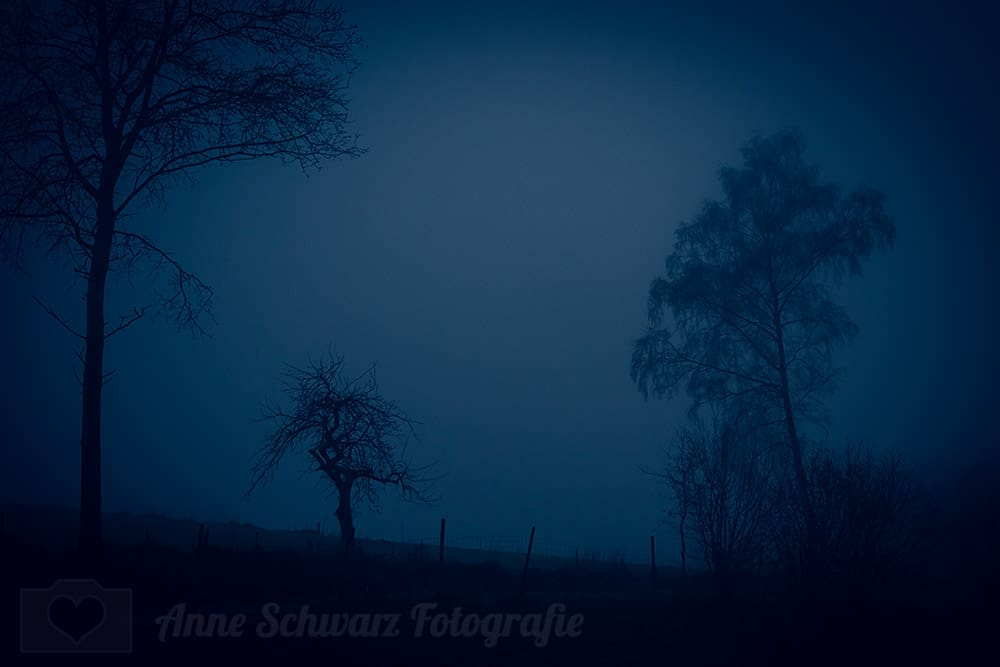 Bäume im Nebel