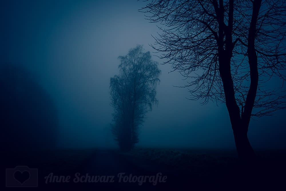 Bäume im Nebel