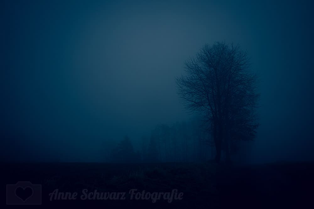 Bäume im Nebel