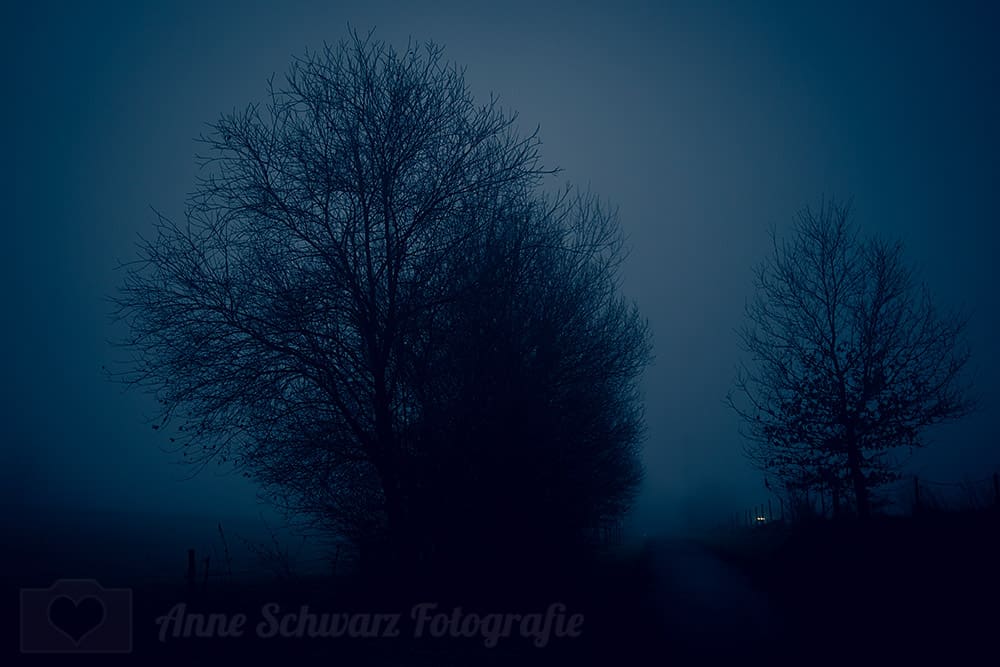 Bäume im Nebel