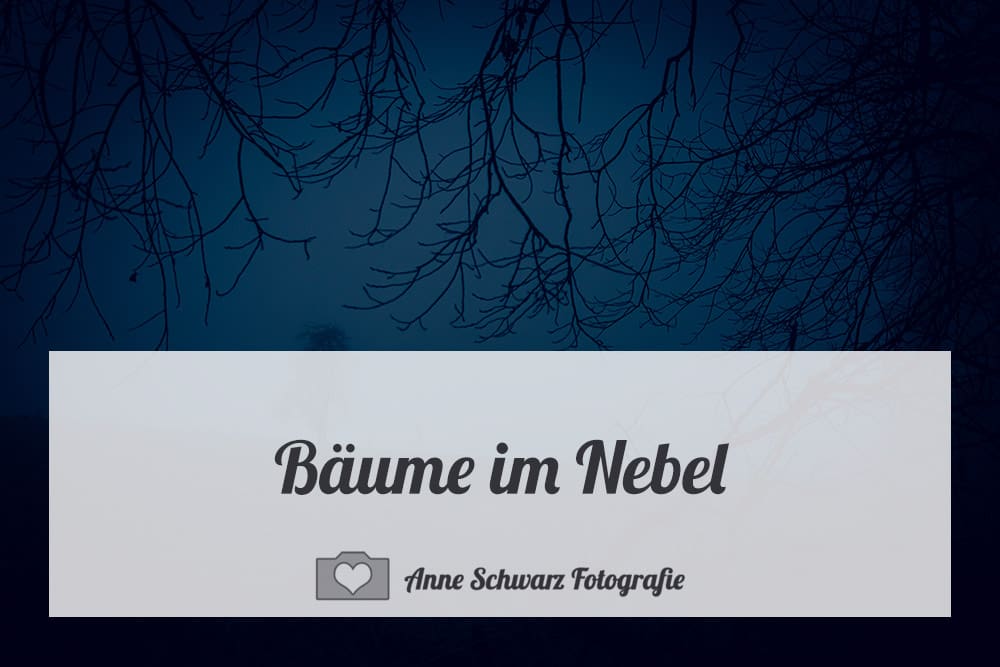 Bäume im Nebel