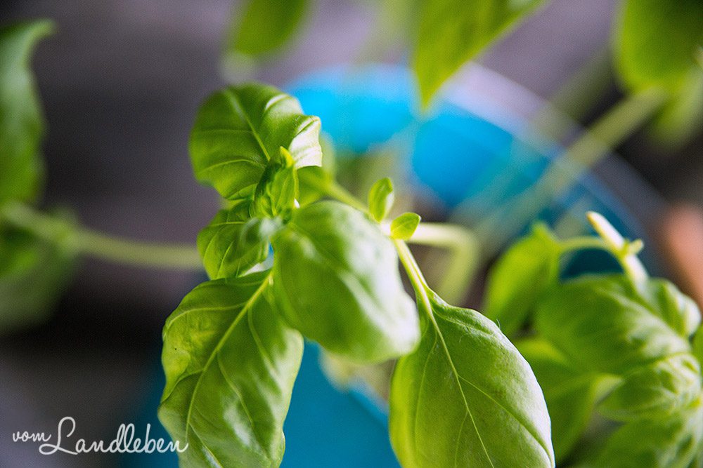 basilikum-vom-landleben-2