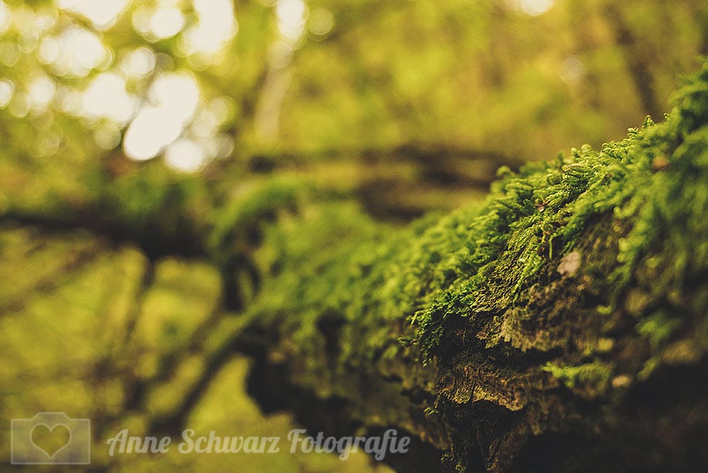 Bemooster Baumstamm im Wald