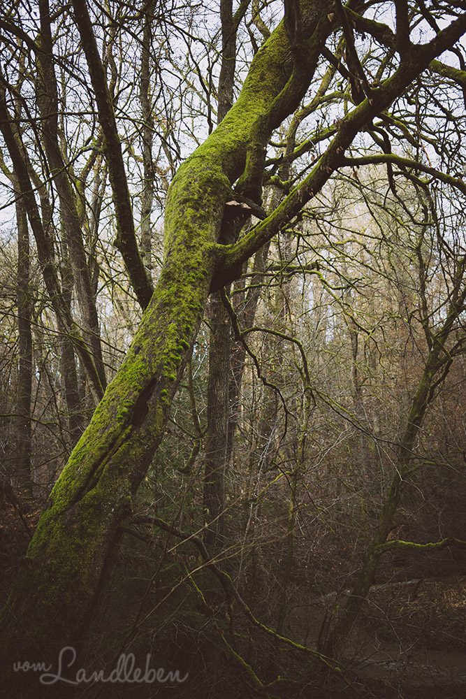 Bemooster Baum im Wendbachtal