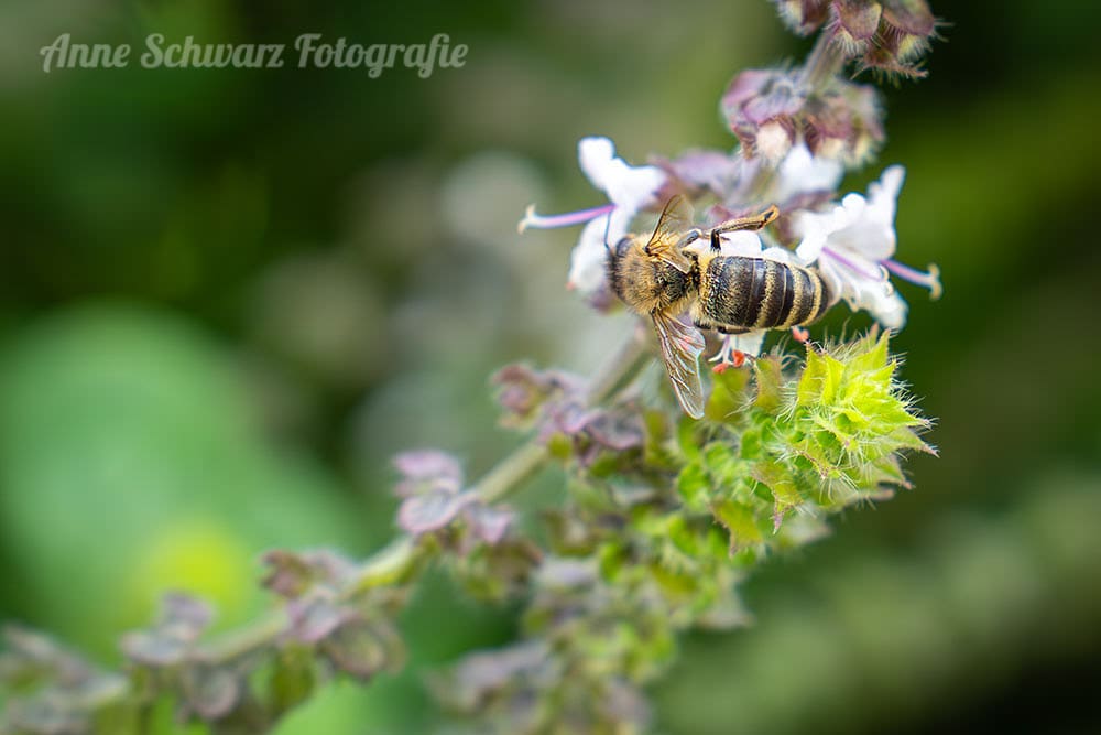 Biene - Tamron 28-75mm f/2.8