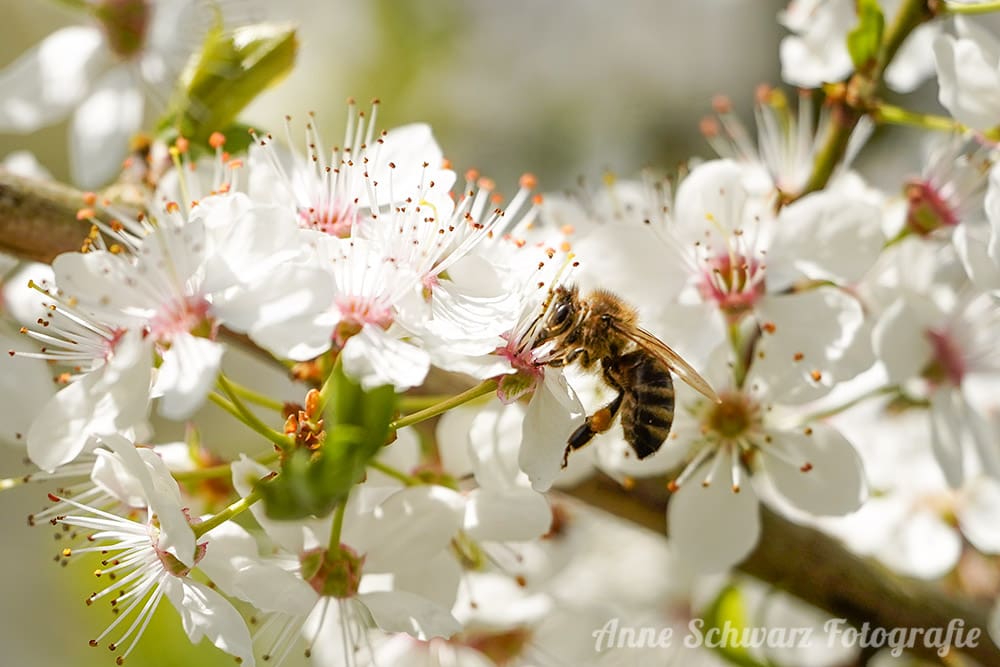 Biene - Makro mit dem Teleobjektiv