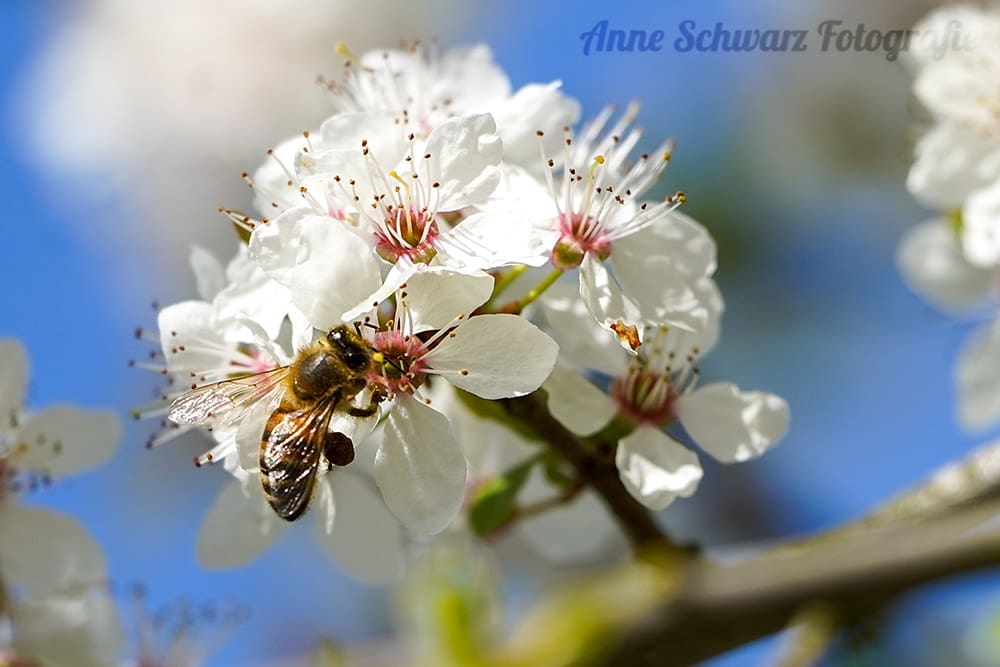 Biene - Makro mit dem Teleobjektiv