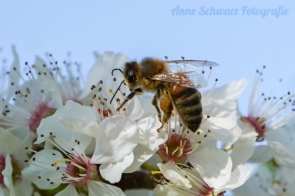 Biene - Makro mit dem Teleobjektiv