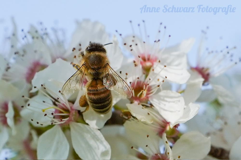 Biene - Makro mit dem Teleobjektiv