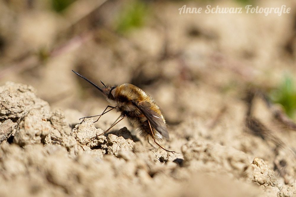 Biene - Makroaufnahme mit Teleobjektiv