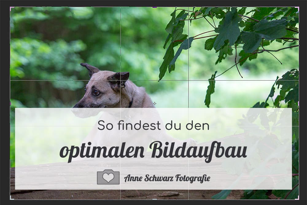 Anleitung: Bildaufbau beim Fotografieren