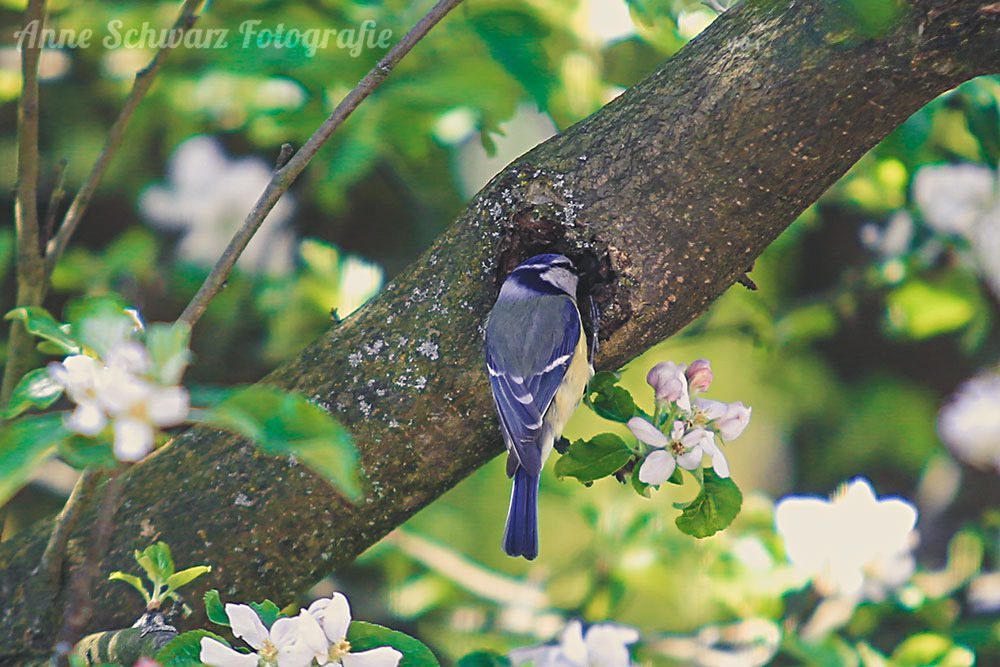 Blaumeise im Apfelbaum