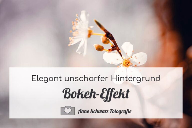 Anleitung: Bokeh-Effekt beim Fotografieren