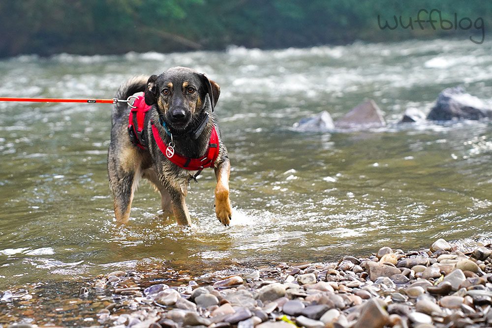 Bonnie planscht im Fluss