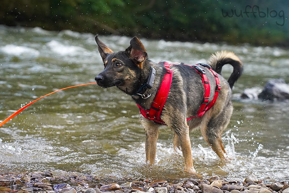 Unser Hund liebt Wasser
