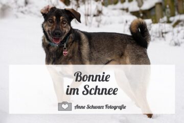 Bonnie im Schnee