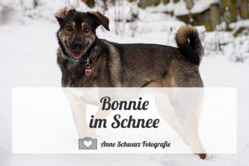 Bonnie im Schnee