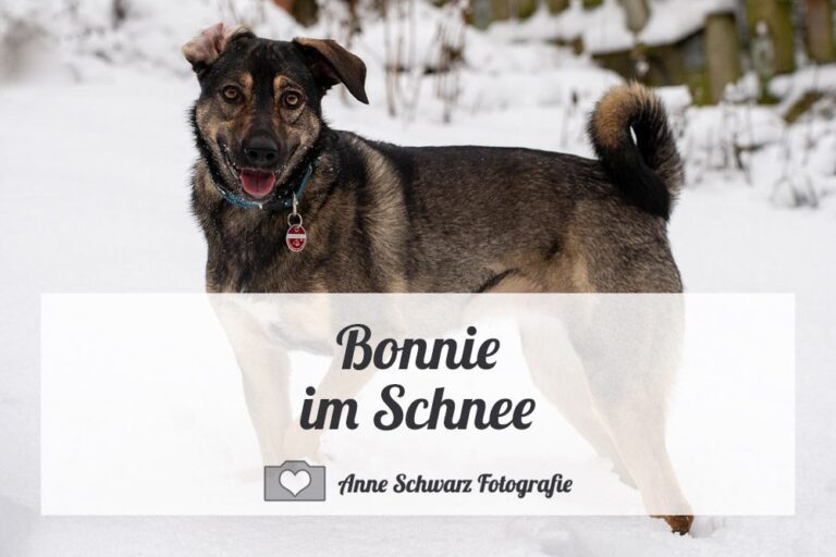 Bonnie im Schnee